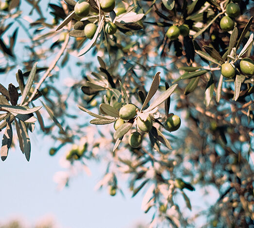 L’olivo può essere liberato dalla cocciniglia con l’olio bianco minerale Pierucci Agricoltura