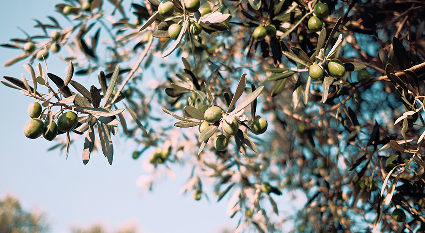 L’olivo può essere liberato dalla cocciniglia con l’olio bianco minerale