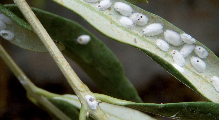 Insetti infestanti sulle foglie d’olivo da trattare con olio bianco minerale