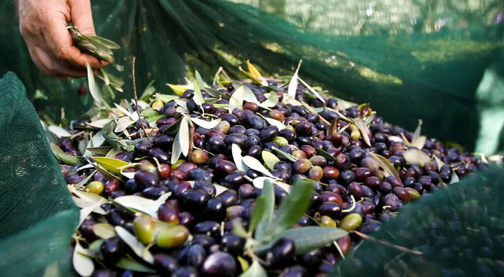 Campagna di Raccolta delle olive