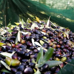 Campagna di Raccolta delle olive