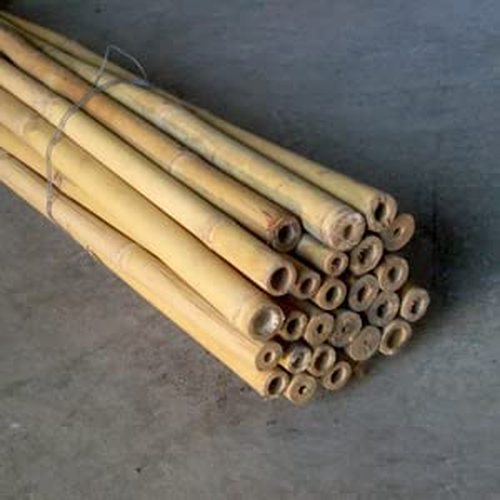 Canne bamboo