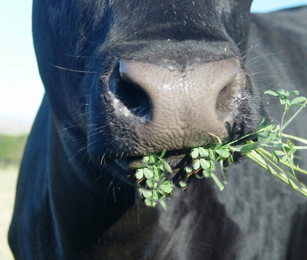 Mucca mangia erba medica