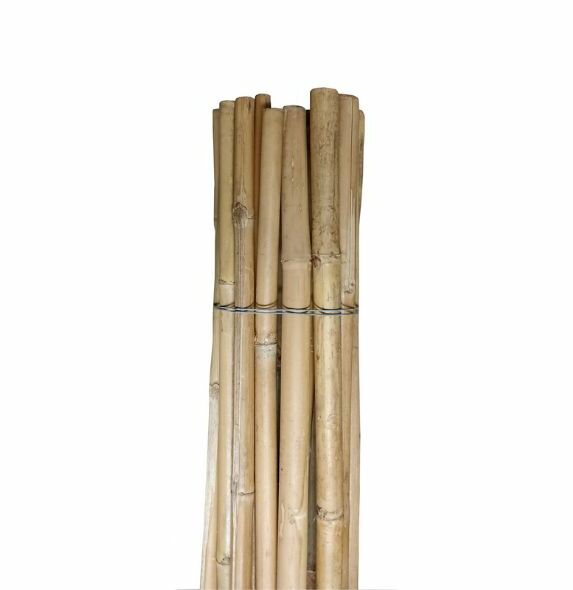 Canne di bamboo Pag