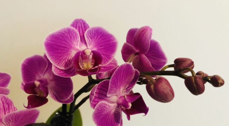 Coltivare le orchidee