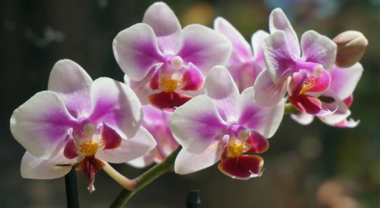 Come coltivare le orchidee