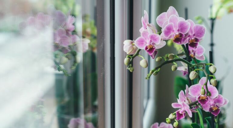 Orchidea davanti a una finestra