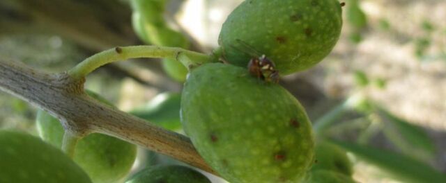 Mosca olearia che attacca le olive