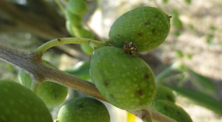 Olive attaccate dalla mosca dell'olivo