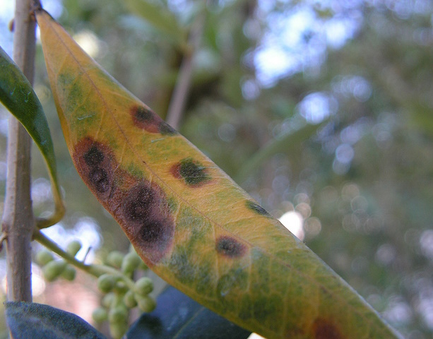 I danni provocati alle foglie di olivo dall'occhio di pavone