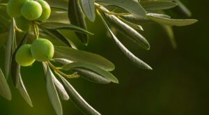 manisol e olivo