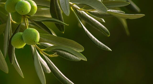 manisol e olivo