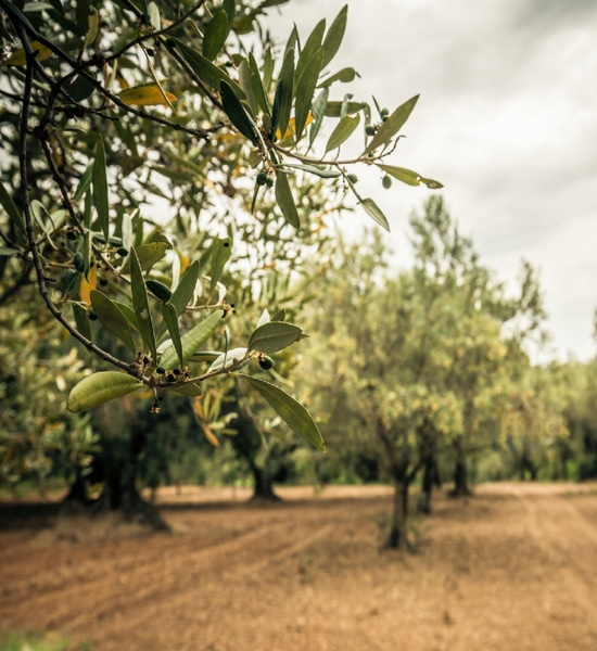 Concime organico per olivo Biolivo 25 kg