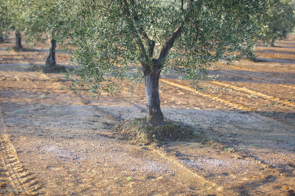 La concimazione dell'olivo in autunno: consigli e procedure essenziali -  Pierucci Agricoltura