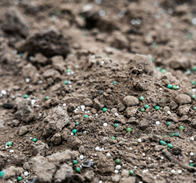 Granulated mineral fertilizers lie on the surface of the soil
