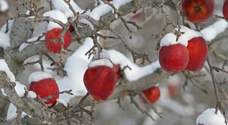 Piante da frutto in inverno
