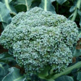 Semi di cavolo broccolo ramoso calabrese - Four