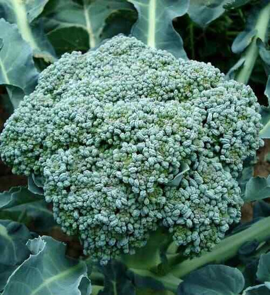 Semi di cavolo broccolo ramoso calabrese - Four
