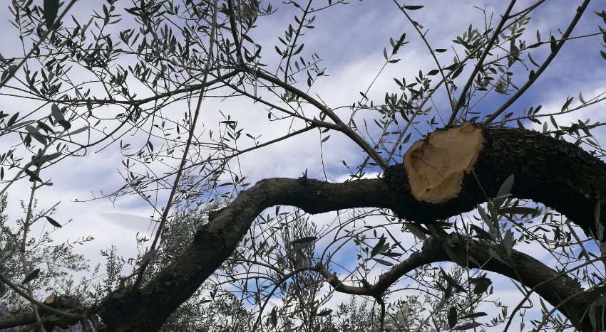 Potatura Dell'olivo Per Principianti | Pierucci Agricoltura