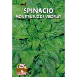 semi di spinacio di Mostrueux de Viroflay
