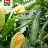 zucchino lungo fiorentino