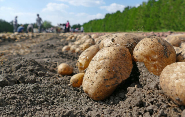 Semina-e-raccolta-delle-patate.jpg