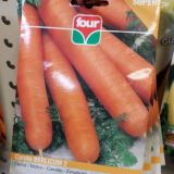 semi di carota berlicum 2