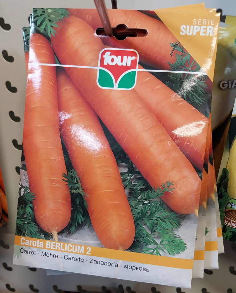 semi di carota berlicum 2