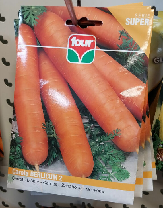 semi di carota berlicum 2