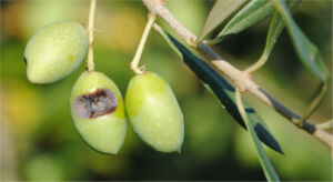Segni della presenza della mosca dell'olivo