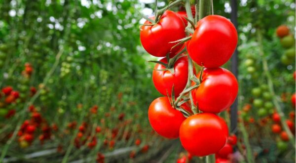 Pianta di pomodoro