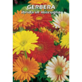 Semi di gerbera ibrida in miscuglio