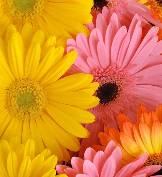 Colorful Gerber daisies