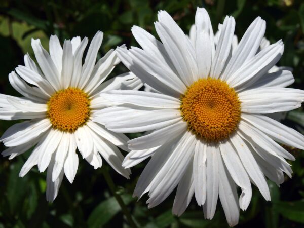 Fiore di margherita gigante