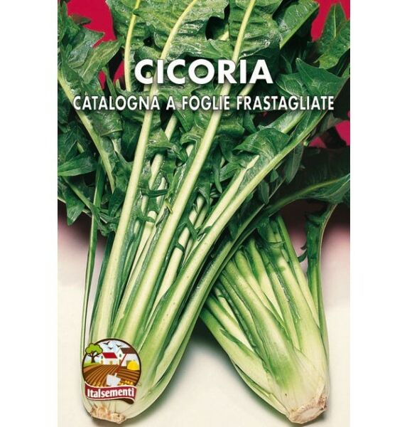 semi di cicoria-catalogna-a-foglie-frastagliate