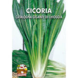 cicoria-catalogna-gigante-di-chioggia