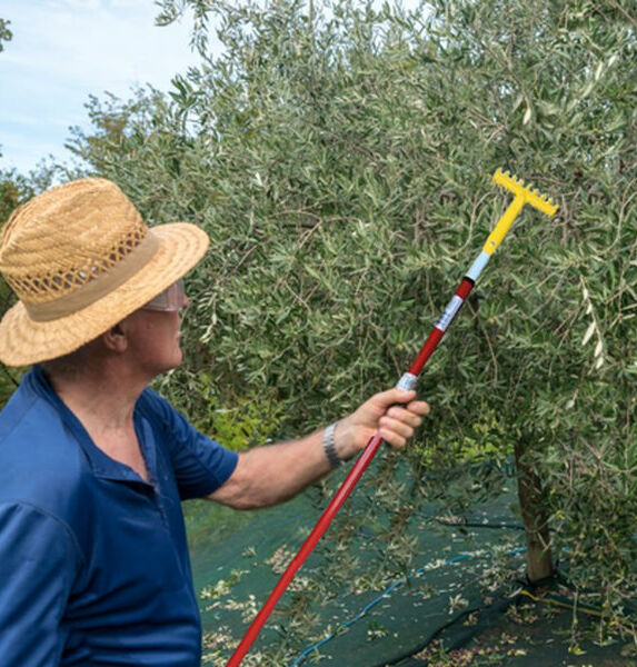 Raccolta delle olive con il coglioliva telescopico