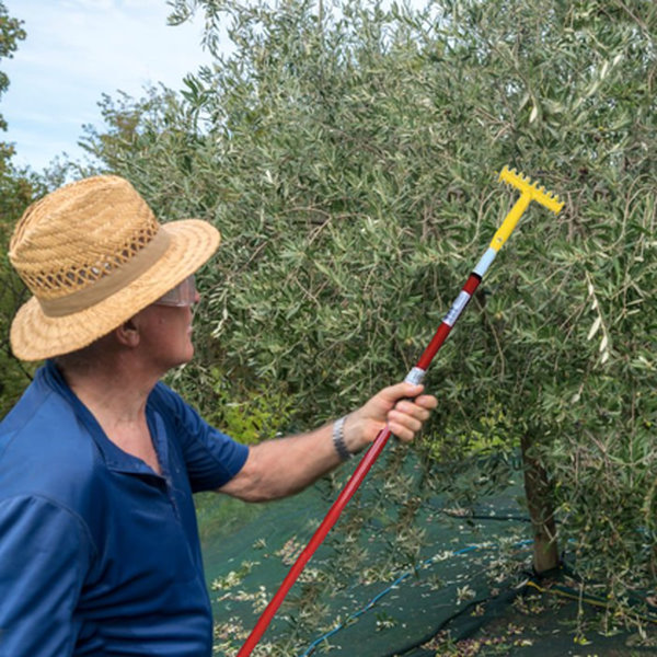 Raccolta delle olive con il coglioliva telescopico