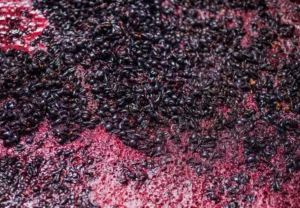 Processo di vinificazione: la rifermentazione del vino