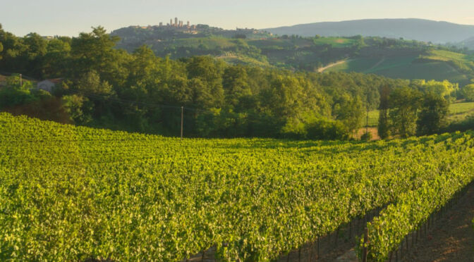 Vigneto in Toscana