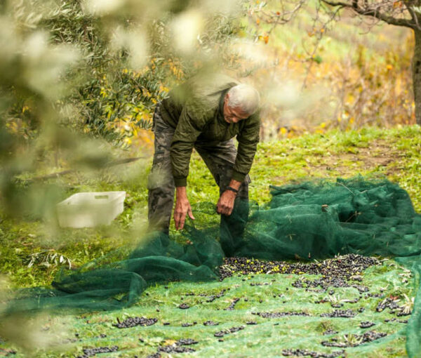 Raccolta delle olive con rete antispina