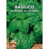 semi di basilico a foglia di lattuga