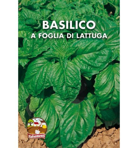 semi di basilico a foglia di lattuga