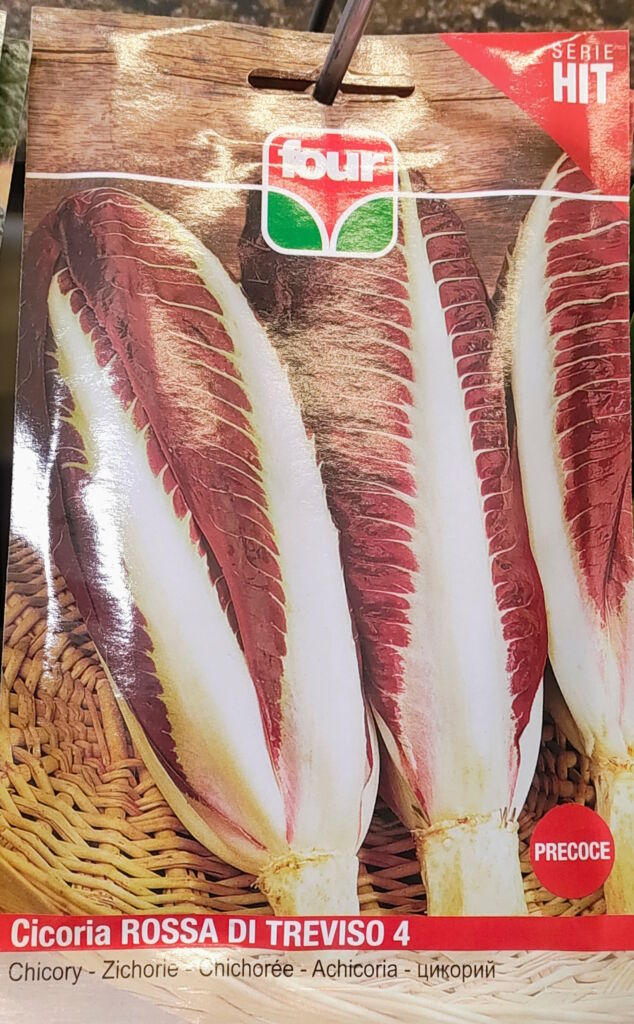 semi di Cicoria rossa di treviso 4