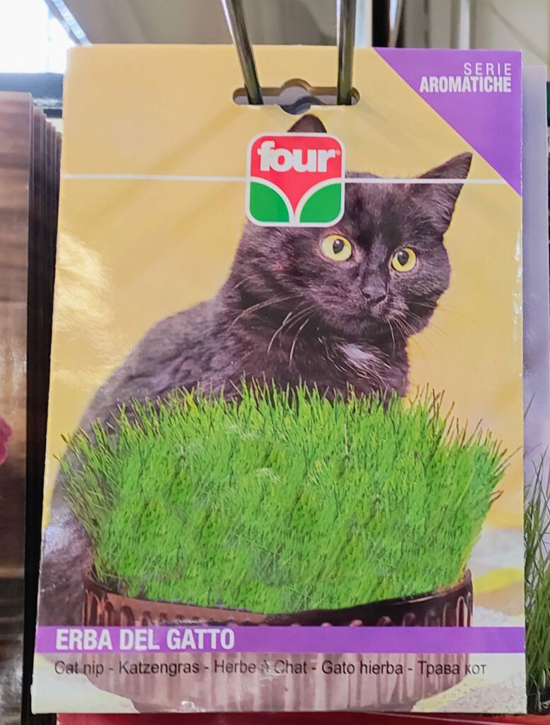 semi di erba del gatto o erba gatta Four
