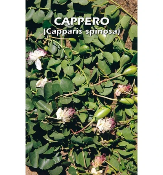 semi di cappero