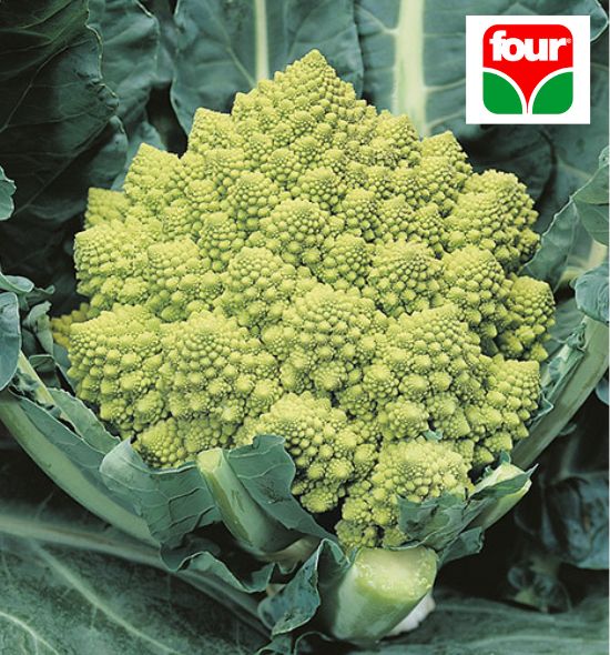 cavolfiore natalino romanesco