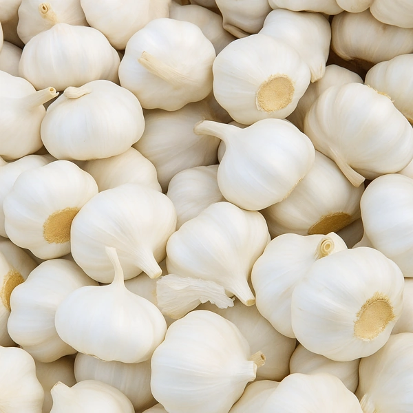 bulbi di aglio bianco spagnolo