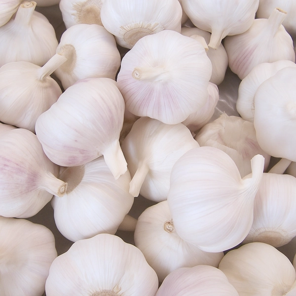 bulbi di aglio rosso spagnolo