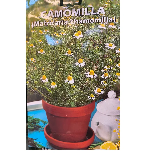Busta di semi di camomilla Matricaria chamomilla